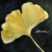 Lucky Ginkgo leaf - print of original watercolor painting 8 x 10 in