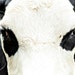 Reserved for Nicole - The Mask of Carlo Del Gado - 48x60 Fine Art Photography -The Mysterious Story of Cow & Fly