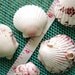 Sea Shell Magnets- Nature Home Decor