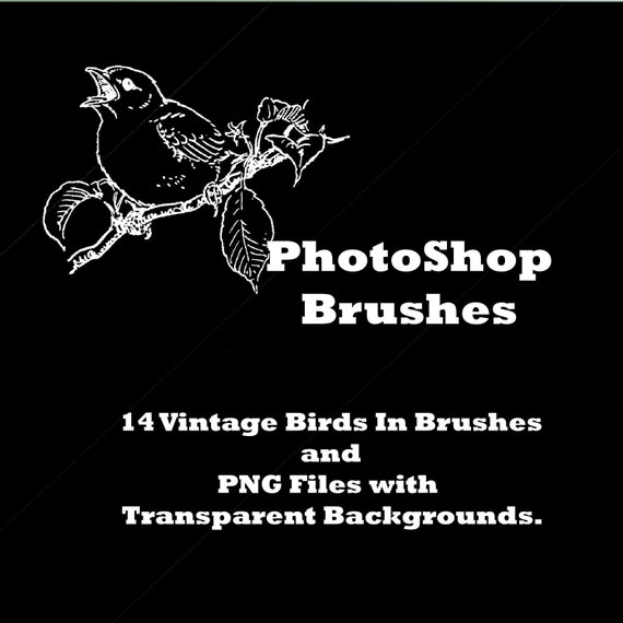 Bird Clip art Photoshop Brushes Instant Download Sweet Birds Clipart Digital Scrapbooking Elements L531 Il_570xn