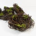 Bird Nest Green Moss 3 Inch Set of 6