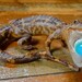 Vintage ALLIGATOR LAMP TAXIDERMY 1940s