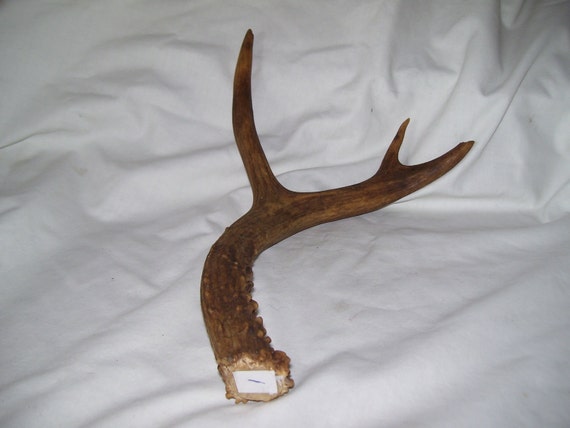 mule deer antler 3 point