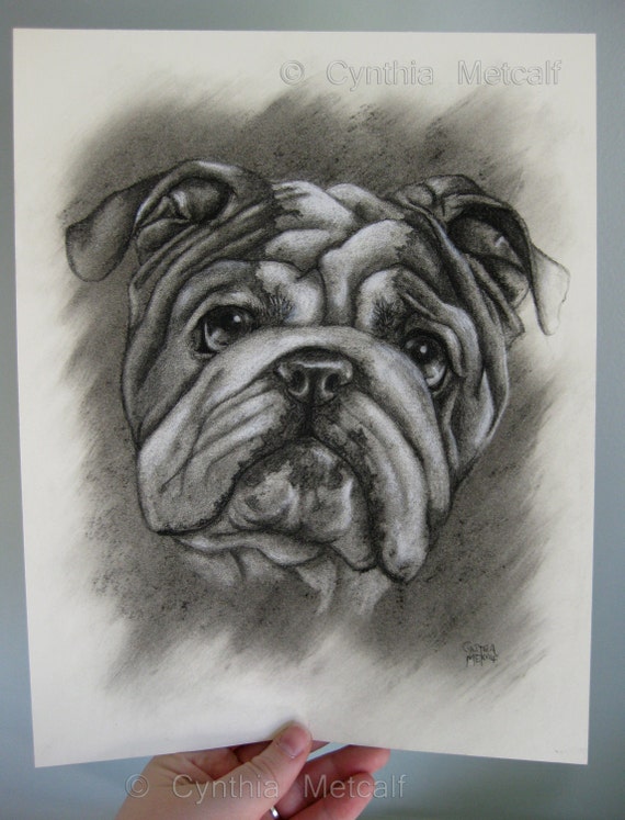 English Bulldog ORIGINAL Charcoal Drawing 9 x 11.5 Bull