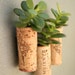 Succulent Cork Magnets, Argentina Set of 3