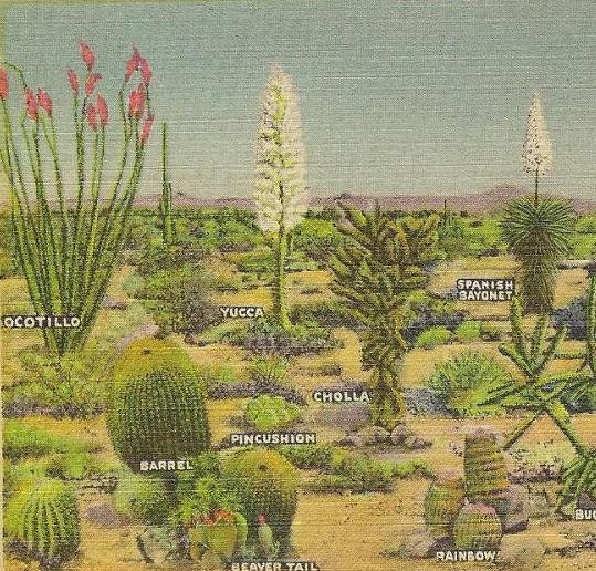 Cactus Vintage Linen Postcard A Few Varieties of Desert Cacti