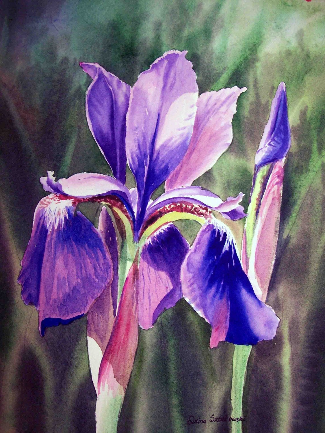 Purple Iris Painting Garden Art 7x5 Print by IrinaSztukowski