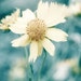 35% OFF MOVING SALE Spring Blank Card Soft Yellow Flowers In A Teal Field Of Hope