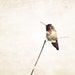 SALE Hummingbird Wall Art, Nature Photography, Bird Photograph, Spring, , Minimalist, Still Life, Hummingbird Wall Decor, 8x10