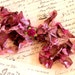 TRUFFLES Crinkled Cottage Ribbon