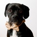 Oatmeal Alphabet Bow Tie Dog Collar