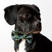 Navy Blue Tartan Dog Bow Tie Collar