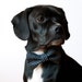 Navy Grid Bow Tie Dog Collar