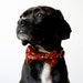 Rust Sprout Bow Tie Dog Collar