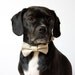 Oatmeal Seersucker Bow Tie Dog Collar