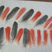 Feathers Parrot African Grey