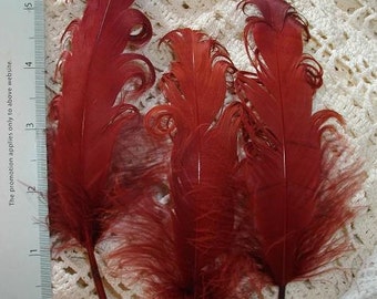 3 Loose Nagorie Feathers - Wine Red