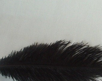 Black Ostrich Feathers