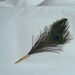 Peacock Eye Feathers with a deluxe ballpoint.
