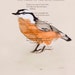 Red Breasted Nuthatch - Original Watercolor Painting - on Antique Book page - 6 1/2x8inches - NEW