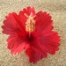Red HIBISCUS flower hair clip OR pin