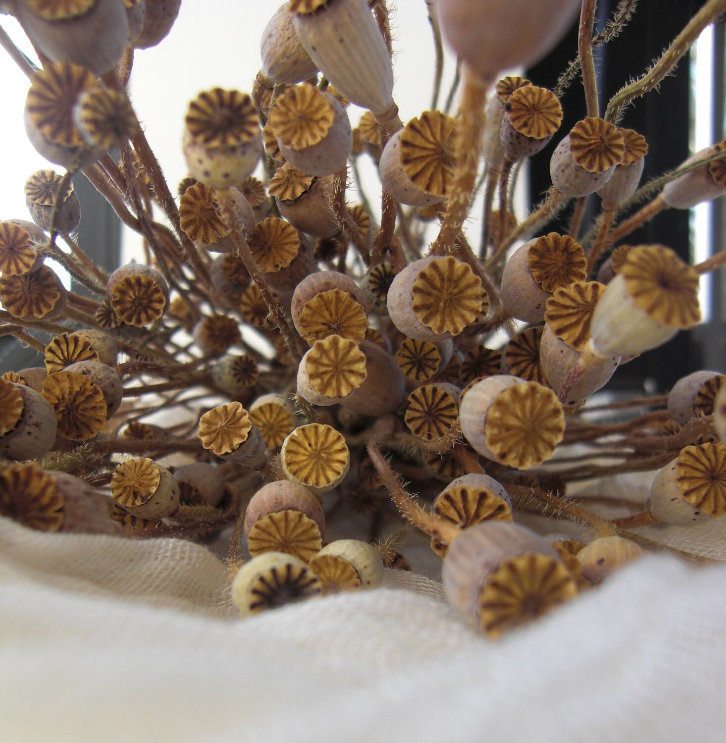 Mini Long Stem Dried Poppies large bunch poppy flower