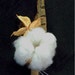 Cotton boll and bur boutonniere
