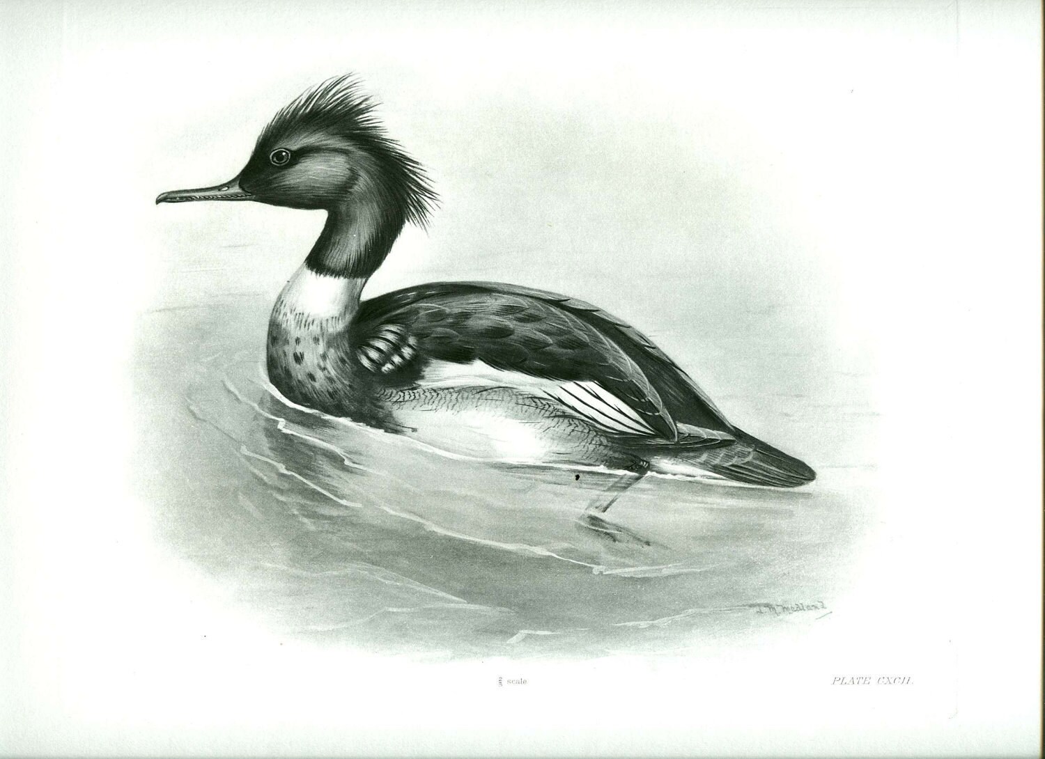 Birds by Famous Artists Famous Bird Artist Lilian