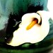 Calla Lily Hand Made Pottery Coffee Tea Mug or Cup Transluscent Green