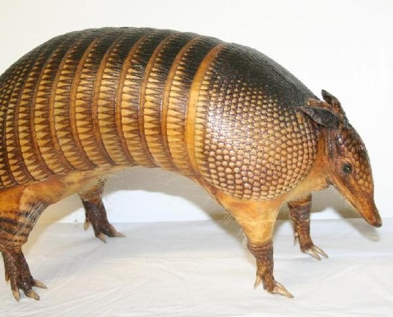 real stuffed armadillo for sale