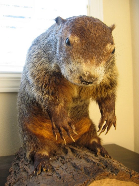 Real Groundhog Full Body Taxidermy Mount