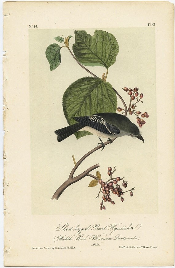 1842 Original J.J. Audubon Bird Lithograph Print