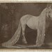 Rare Cabinet Card Photo of Freak Sideshow Circus Horse