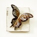 Country Chickenhawk Butterfly