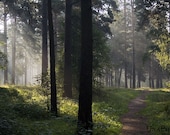 Enchanted Forest Postcards - Fine Art Photograph