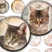 Vintage inspired Cats and kittens framed digital collage sheet 1.5 inch circles (249) Buy 3 - get 1 bonus