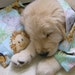 Aaahhh PUPPY LUV Lavender Aromatherapy Bandanna & Pillow