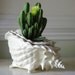 Vintage Ivory Conch Shell Planter with Self-Watering Insert