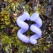 Lavender 4g Spiral Talons gauged ear plugs earrings talons for stretched piercings