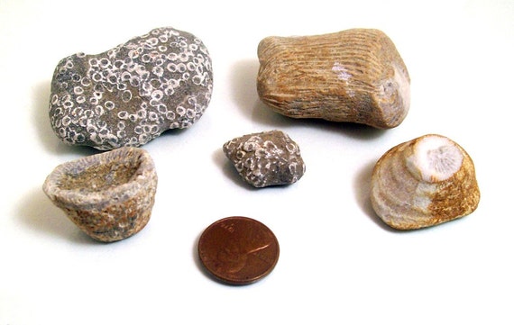 Items similar to Ancient Fossils from the Great Lakes on Etsy