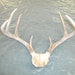 7 point White Tail Antler Rack