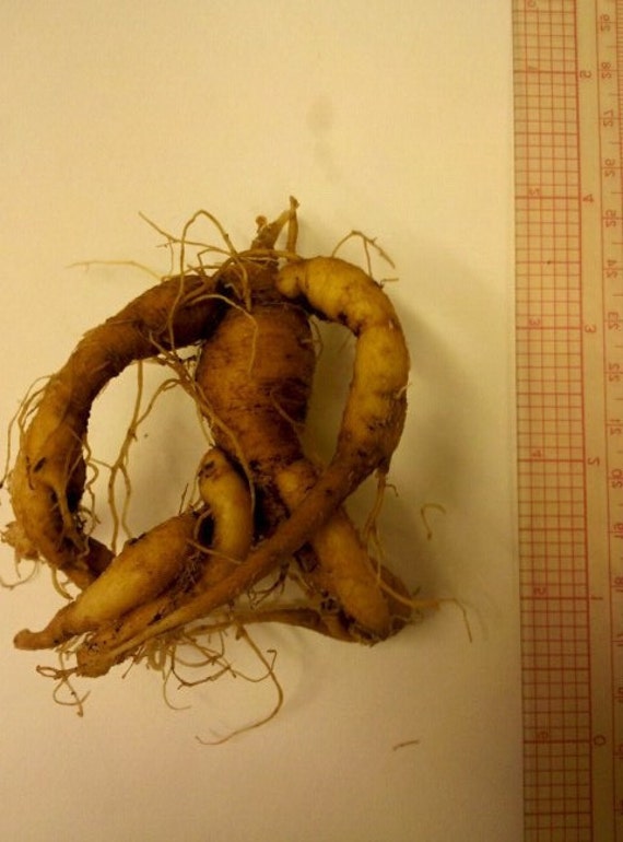 real mandrake root