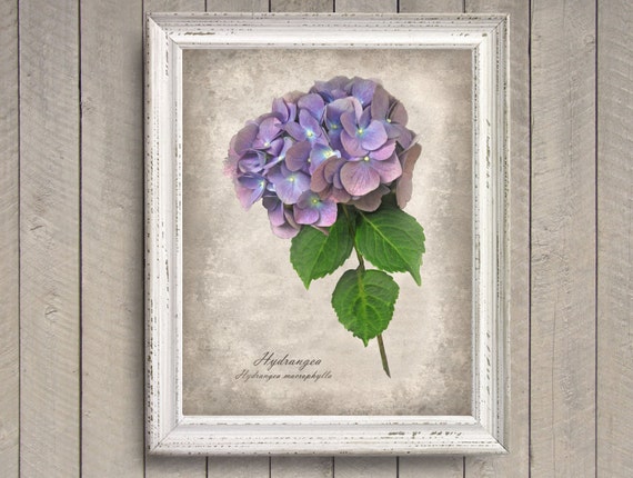 Hydrangea Botanical Print Vintage Style Original Photograph
