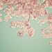 50% Off Sale - Cherry Blossom Tree, Nature Photography, Baby Nursery, Home Decor, Fine Art Photography - "Serendipity"