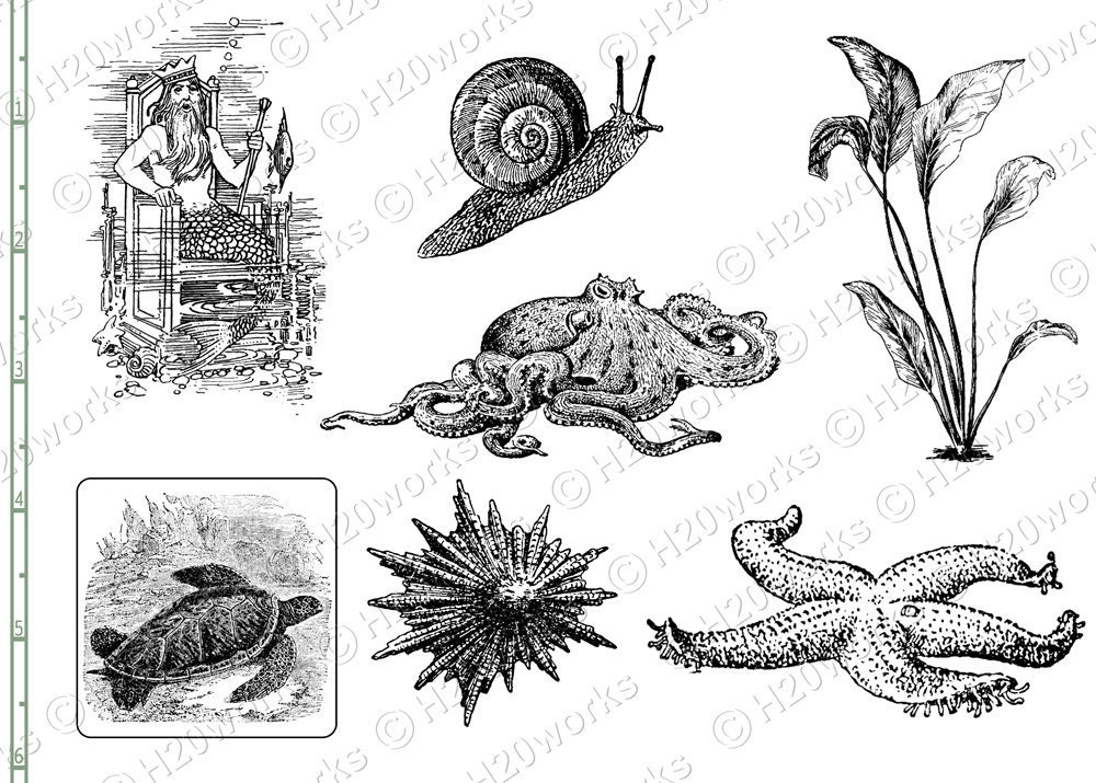 Sea Life Sketches Marine Life Drawings Black and White