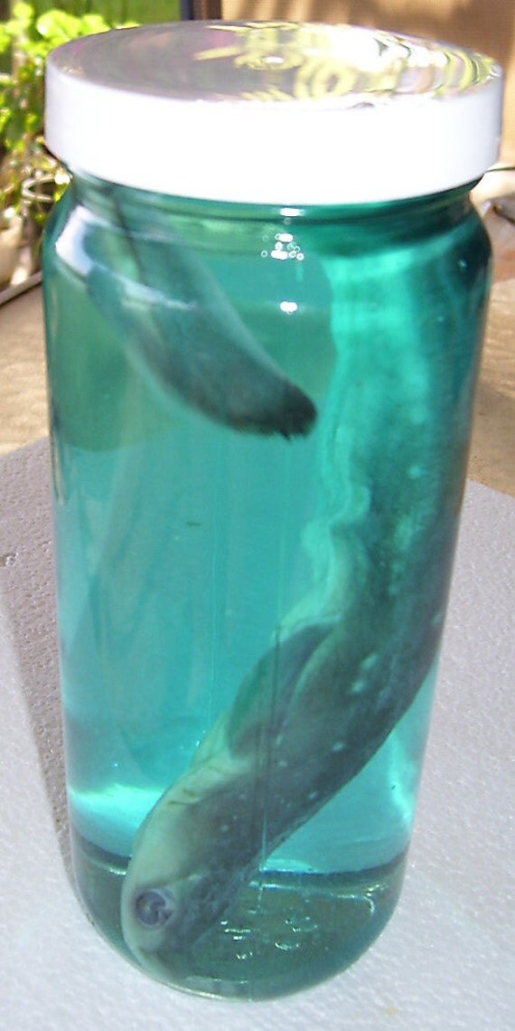 Reef Shark Specimen in a Jar SHIP FREE by FalconEyeStudios
