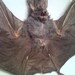 Rare Dracula Bat in Black Glass Top Case - SHIP FREE