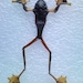 Tree Frog Specimen Purple & Gold Male - SHIP FREE