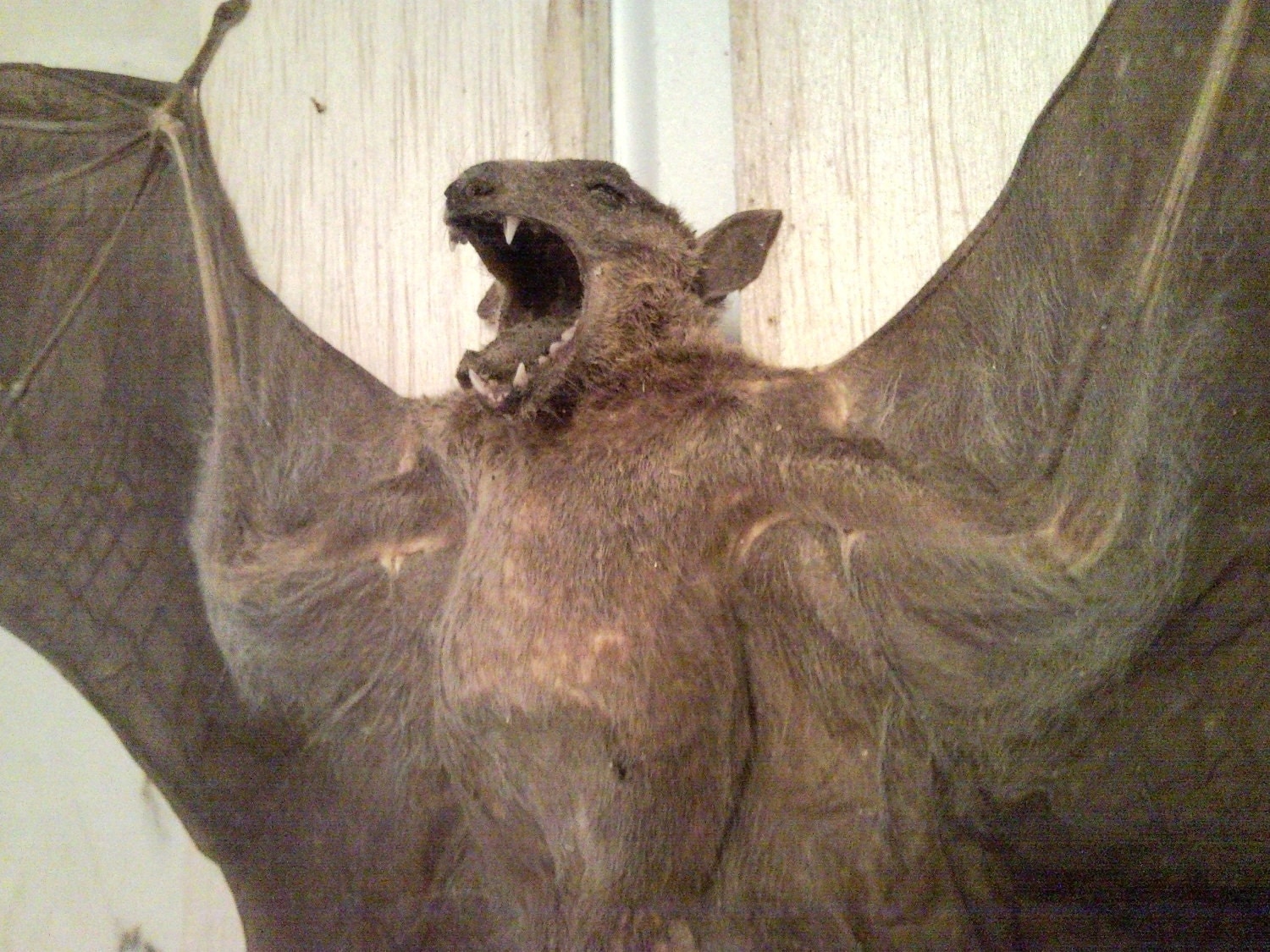 Wolf Bat in Glass Top Case Burma