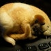 Adoreable Rat Sleeping with his Little Bunny, Needle Felted, Felting OOAK